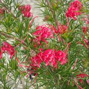 Grevillea