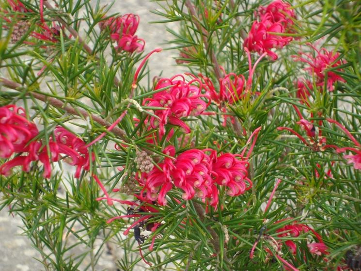 Grevillea