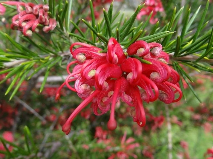 grevillea rosmarinifolia