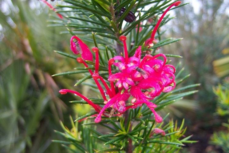 grevillea