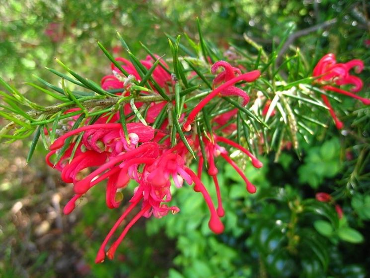 grevillea