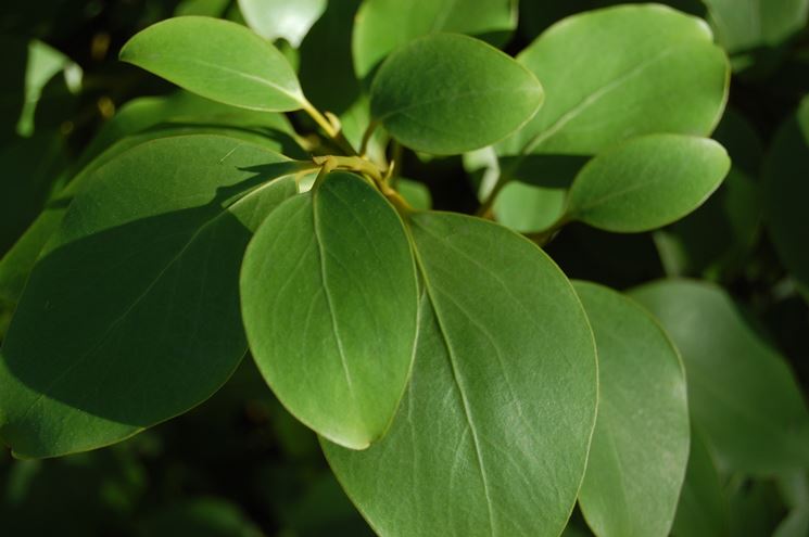 Griselinia littoralis