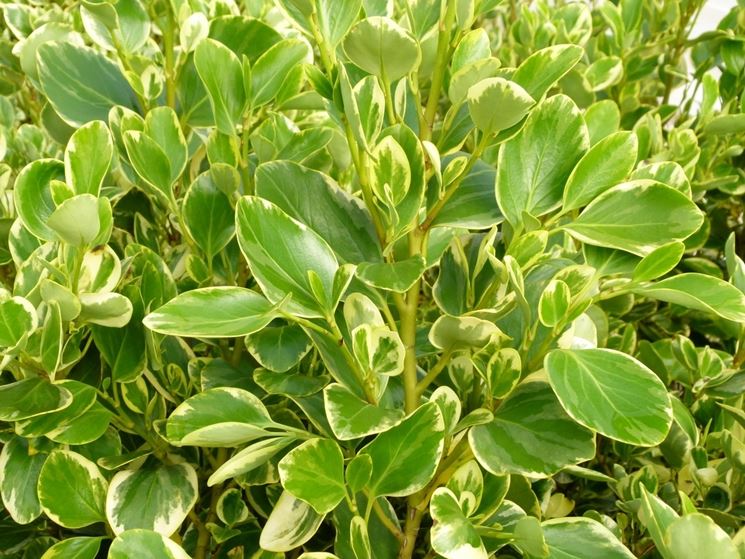 Griselinia littoralis variegata