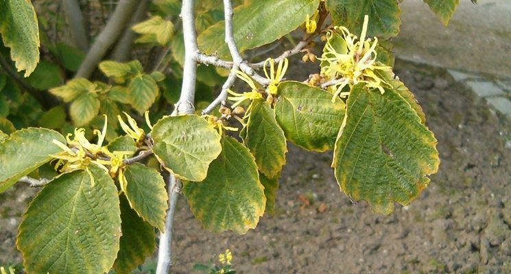 Hamamelis virginiana