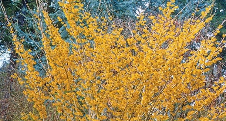 Hamamelis x intermedia
