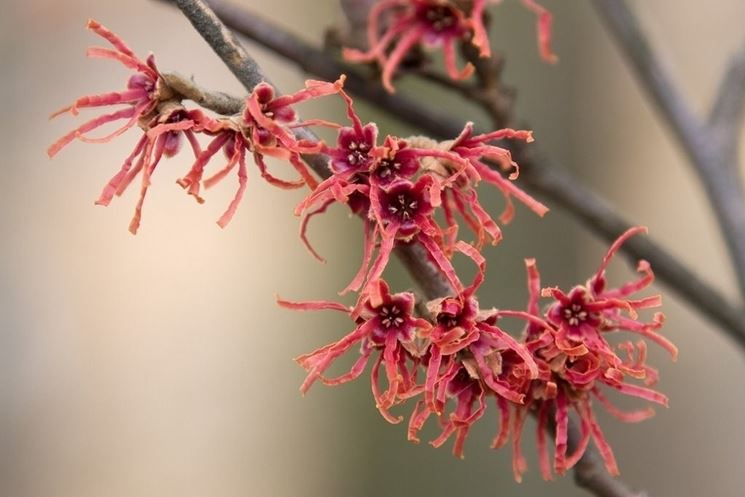 Hamamelis japonica