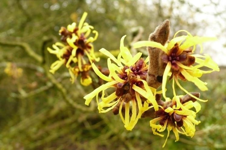 Hamamelis mollis