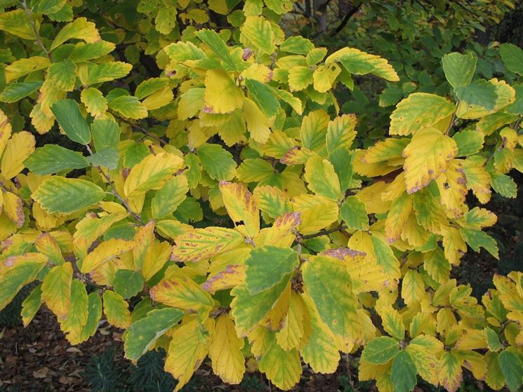 Hamamelis Vernalis