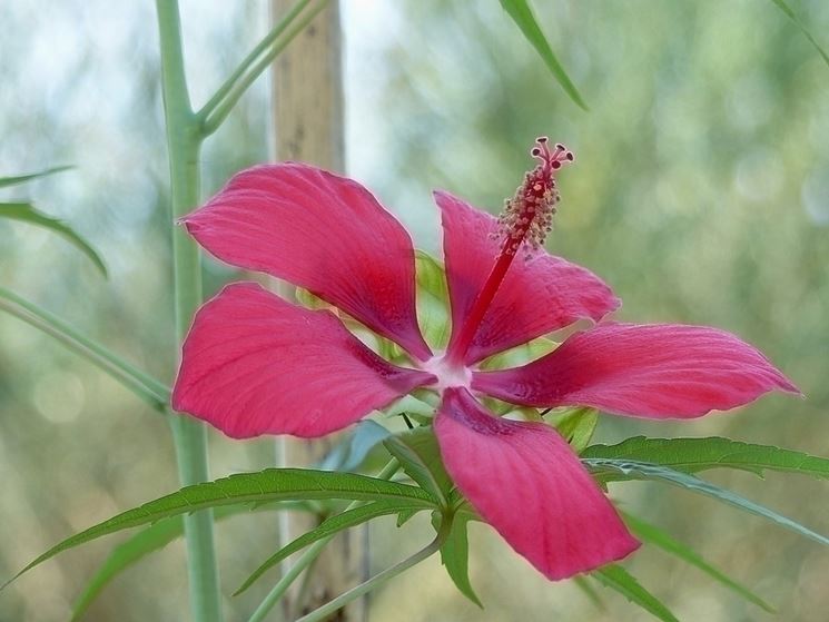 ibiscus coccineus fiorito