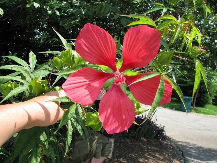 ibisco coccineus