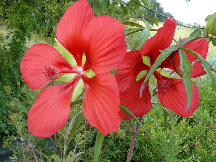 fiori coccineus