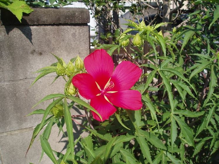 ibisco coccineus