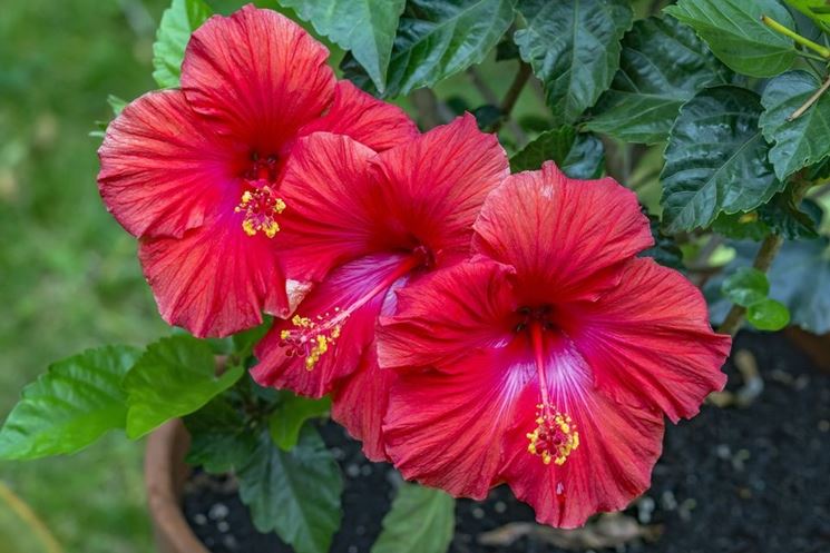 hibiscus rosa