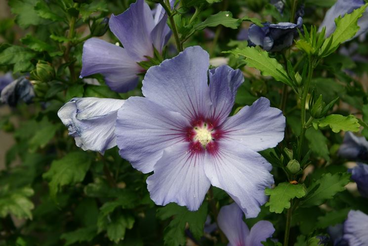 hibiscus syriacus 