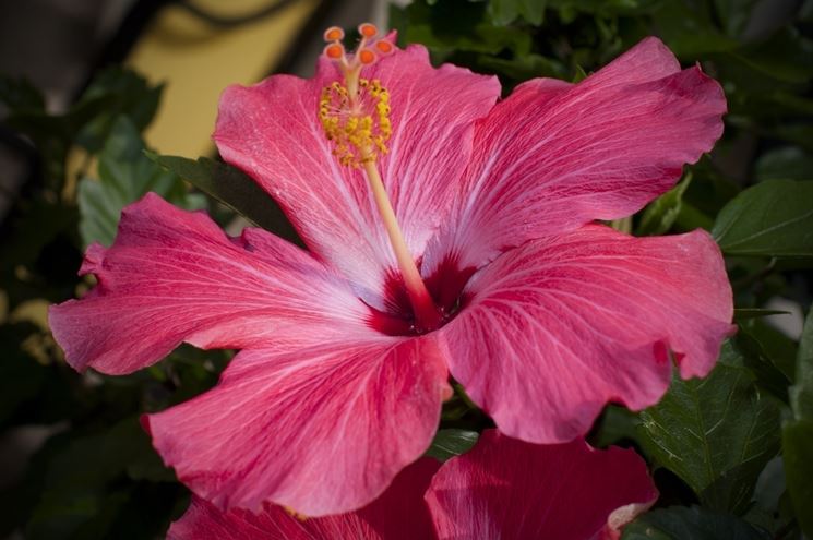 hibiscus boryanus