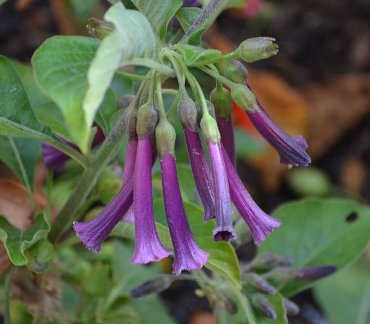 fiore di cestro