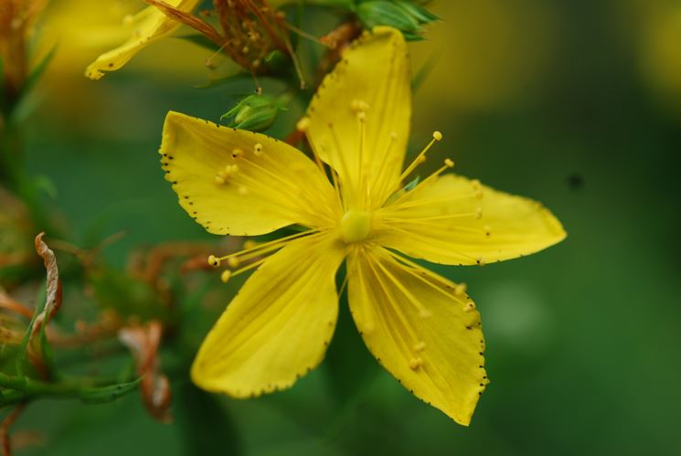 hypericum patulum hidcote gold