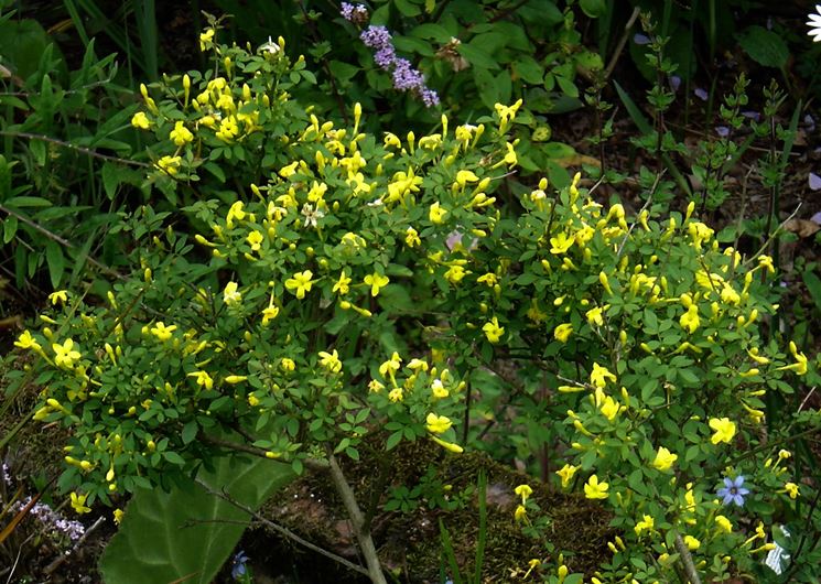 jasminum nudiflorum