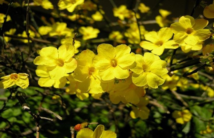 jasminum nudiflorum