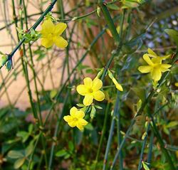 Gelsomino giallo