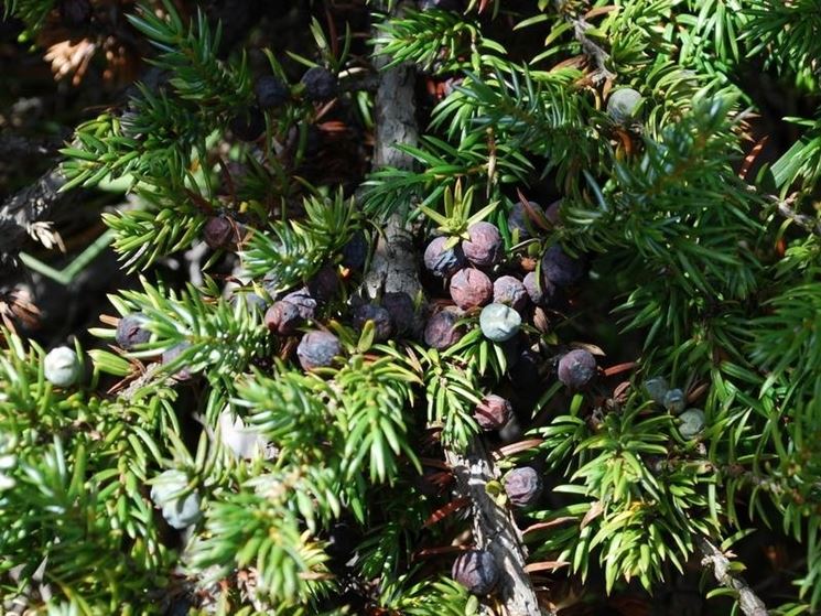 juniperus communis gold cone