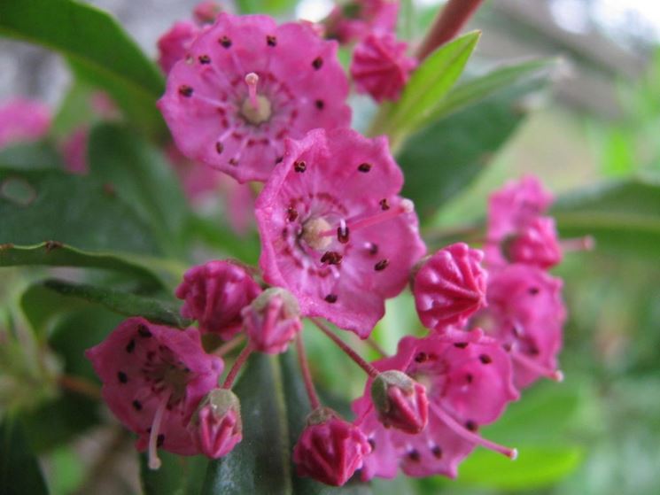 Kalmia