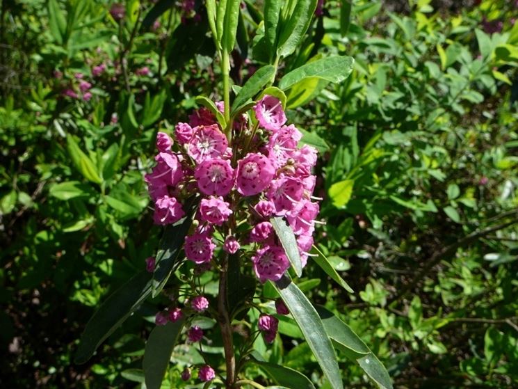 kalmia