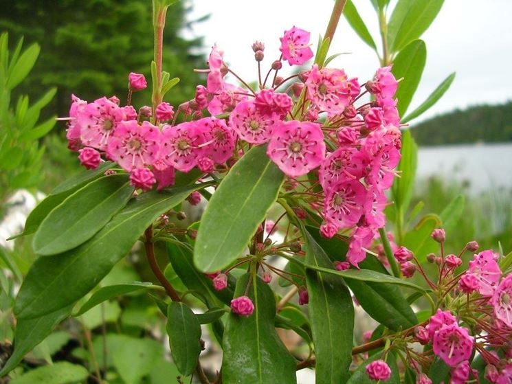 kalmia angustifolia