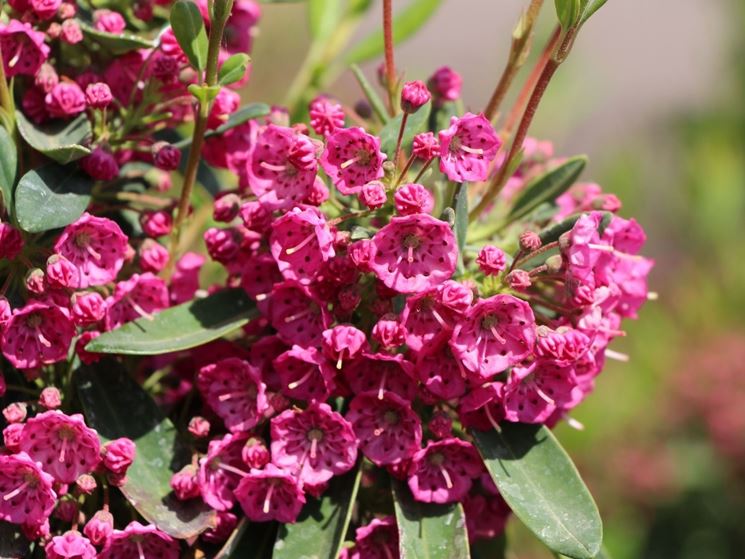 kalmia angustifolia