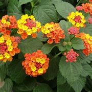 Lantana 