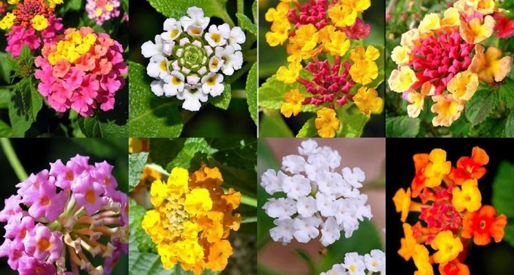 Lantana