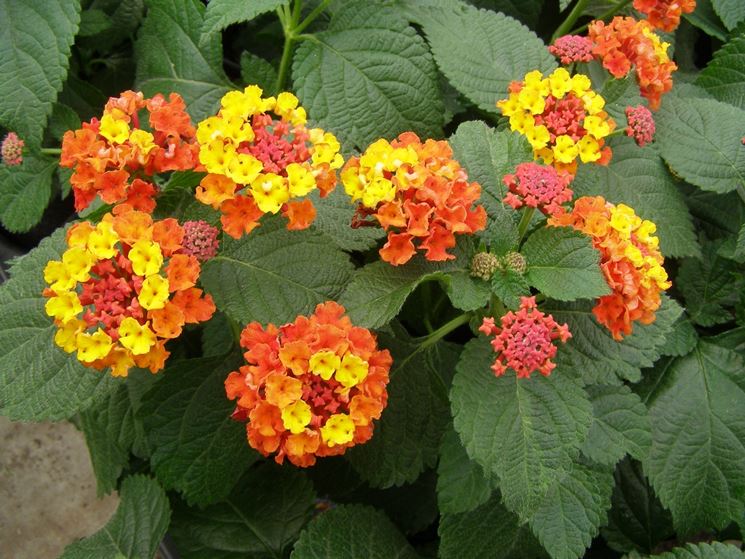 Lantana Lantana Piante Da Giardino Caratteristiche Lantana Arbusti