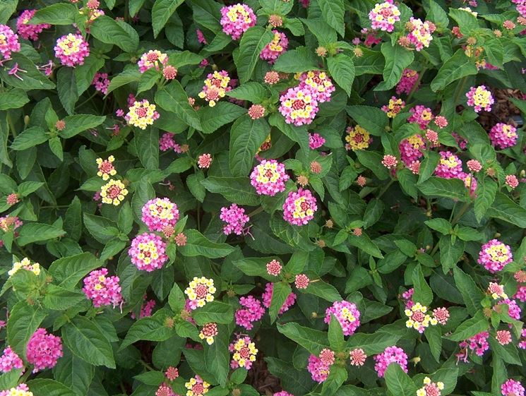 Lantana camara