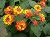 Lantana 