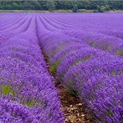 Lavanda