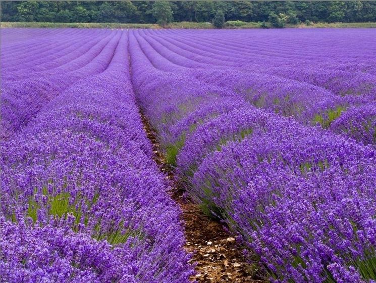 Lavanda Lavandula Angustifolia Piante Da Giardino