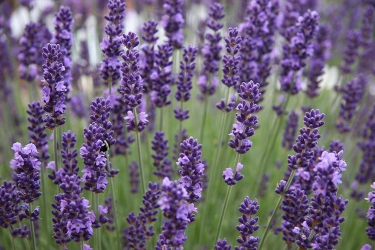 origine della lavanda