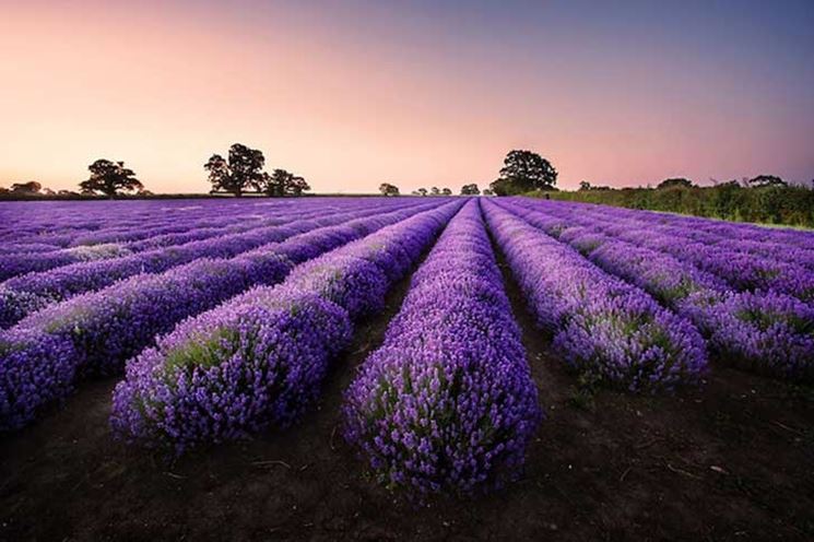 Lavanda