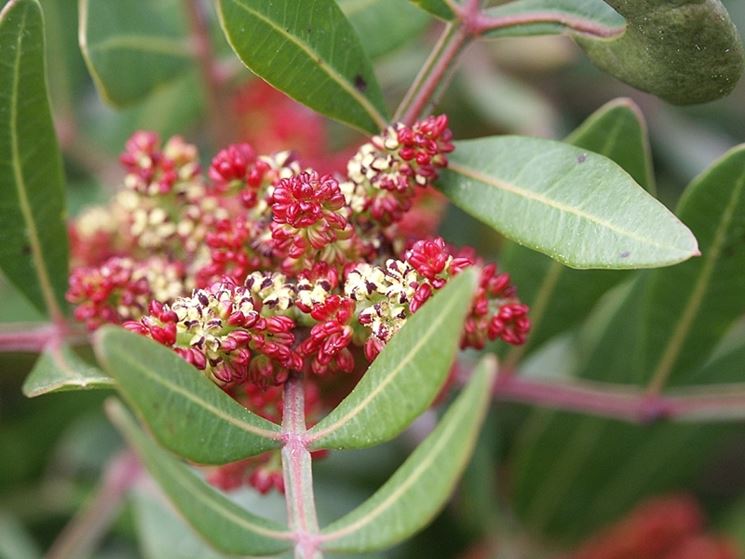 pistacia lentiscus