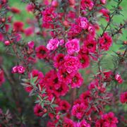 Leptospermum scoparium 