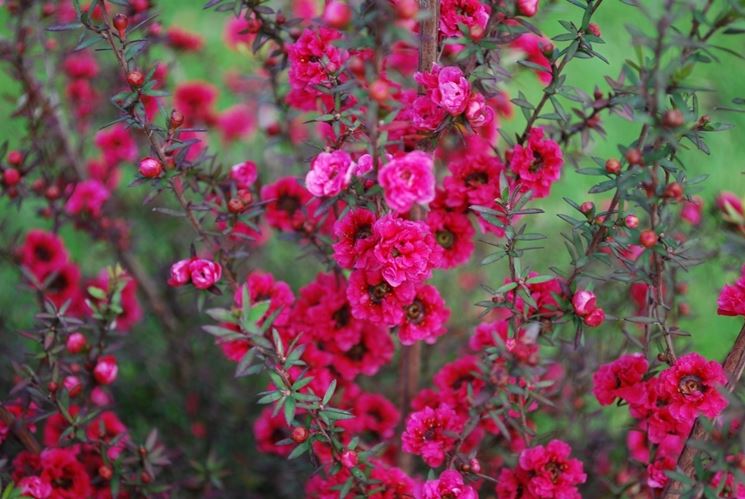 Leptospermum scoparium 