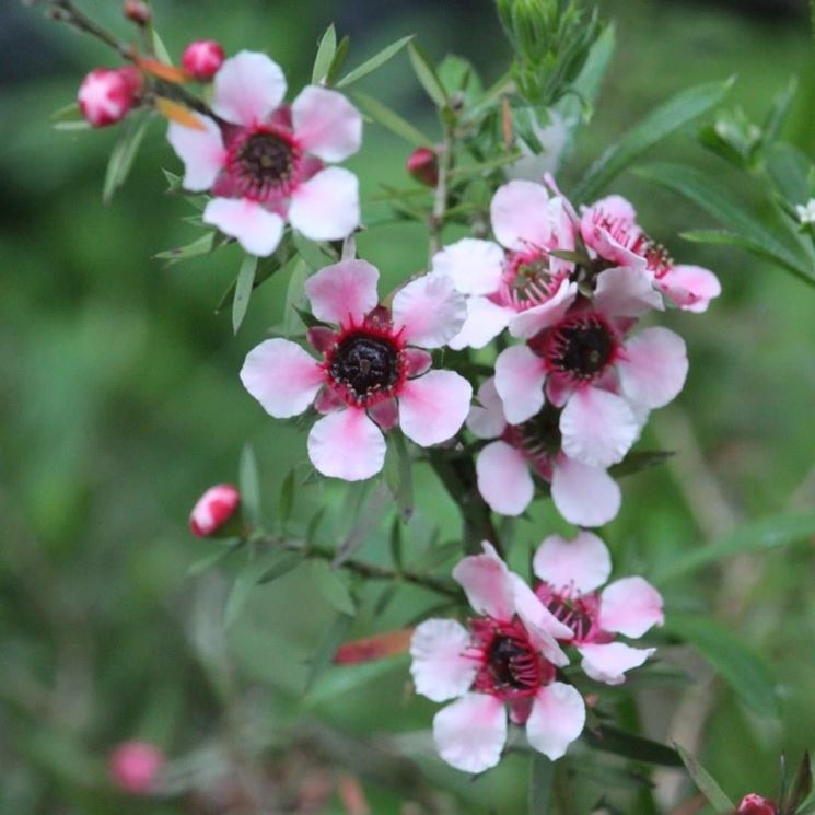 Leptospermum scoparium 