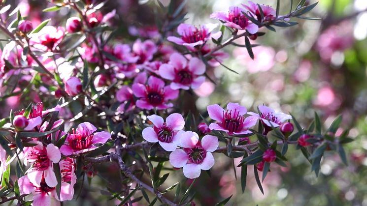 leptospermum rosa