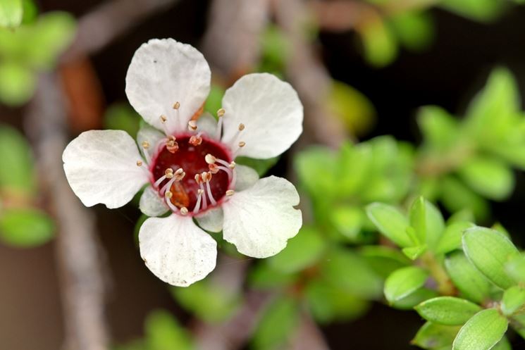 leptospermum bianco