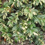 Leucothoe 