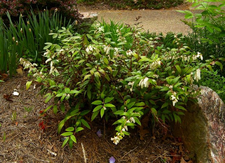 Leucothoe 