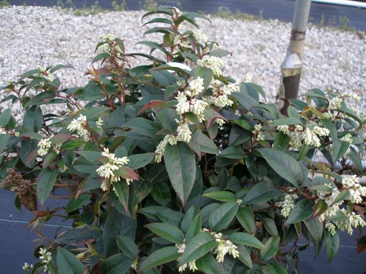 leucothe fontanesiana