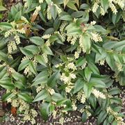 leucothoe