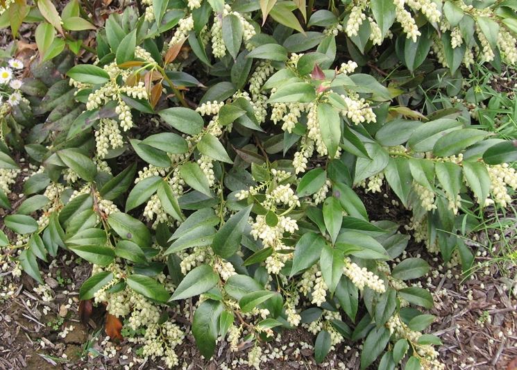leucothoe