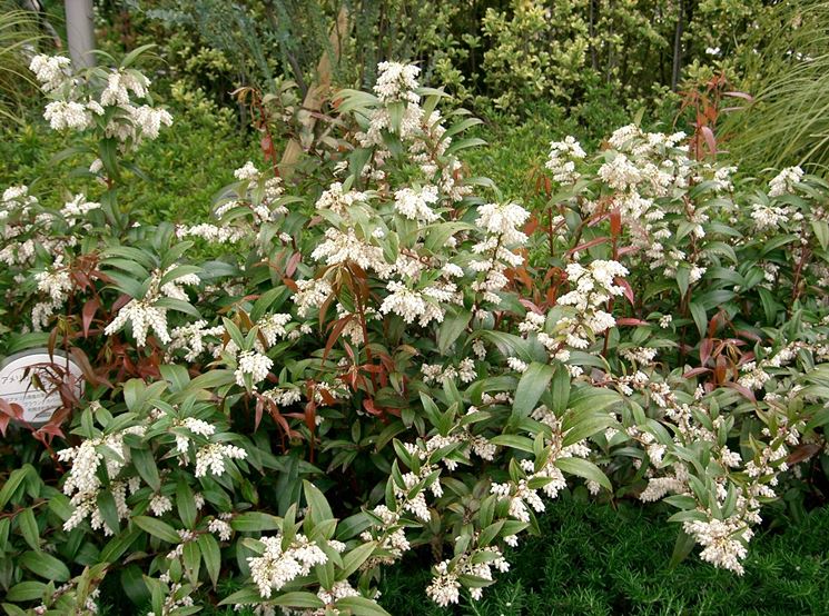 leucothoe walteri rainbow
